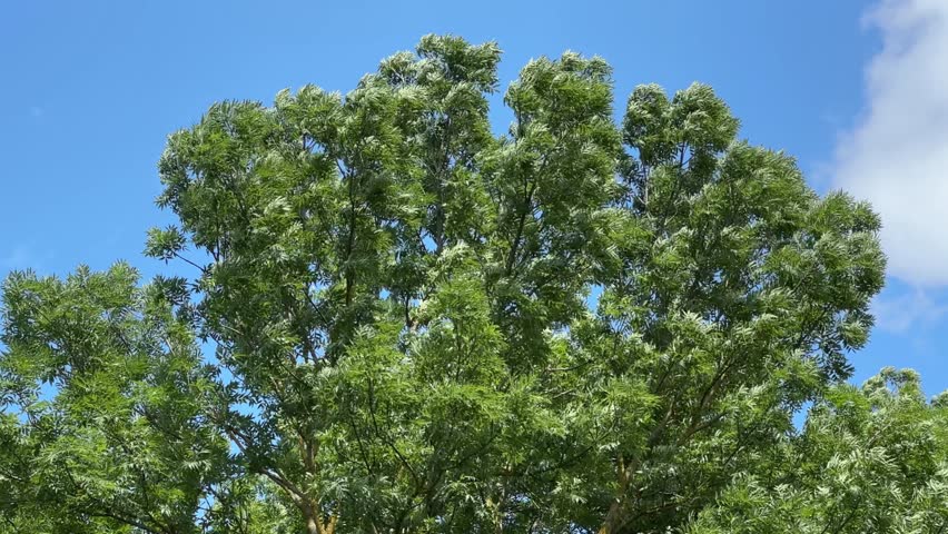 Top of the old high ash with branches swinging from the strong wind, view against the sky while vertical panning in summer sunny day 
