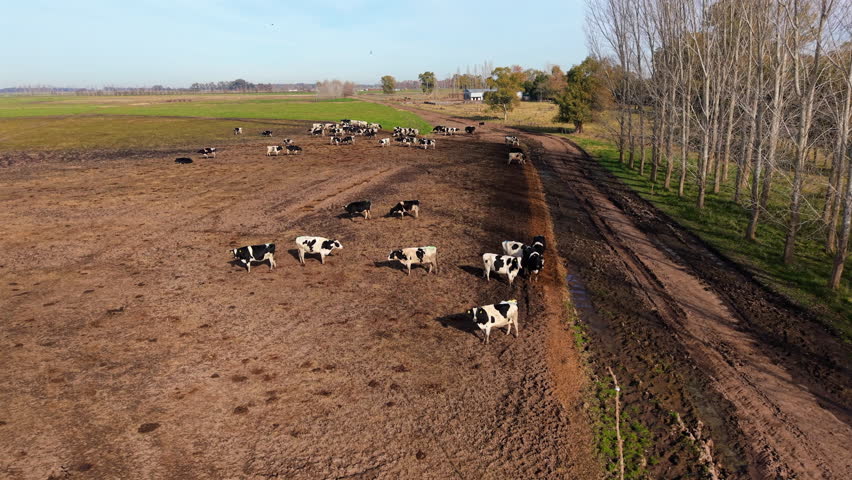 Herd of dairy cattle grazing in countryside of Buenos Aires, Argentina, Pastoral landscape, agricultural tradition, dairy production, rural economy