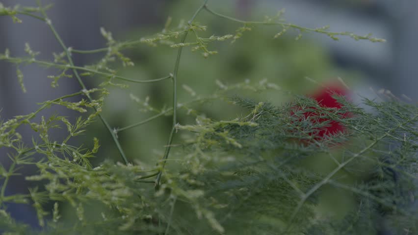 A set of beautiful, cinematic close-ups of potted garden plants, including a vibrant red geranium and the delicate fronds of an asparagus fern. Ungraded LOG for professional use.