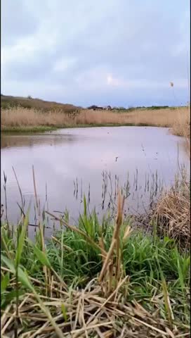 A tranquil wetland scene with a calm pond surrounded by tall grasses and reeds under a cloudy sky. The landscape reflects nature