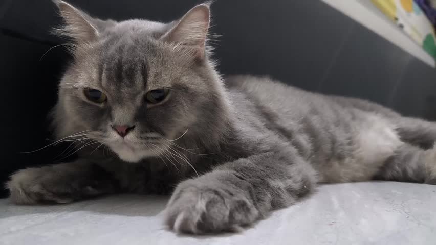 Cute gray Persian mix cat lying down, slowly closing its eyes and falling asleep