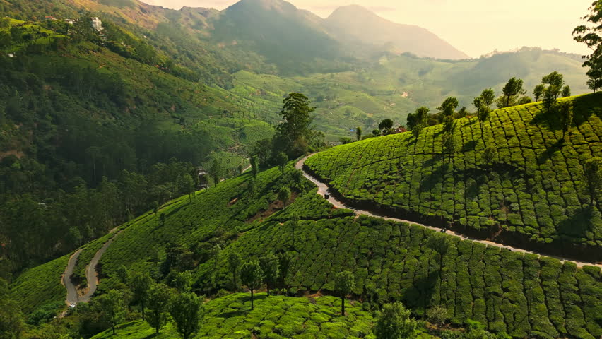 AERIAL Beautiful sunrise landscape with tea farms and mountains in Munnar, India