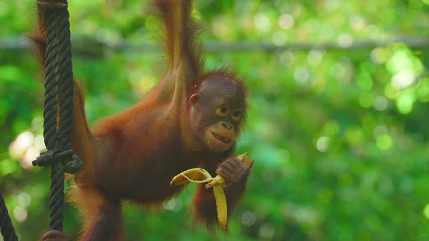 Cute infant orangutan eating fruit with a lush green forest background