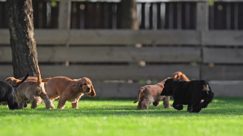 Playful puppies enjoying family garden freedom