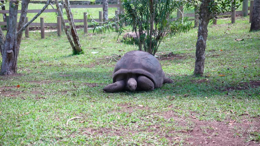 Large land tortoise grazing on lawn in natural habitat zoo environment, endangered species wildlife conservation and protection concept.