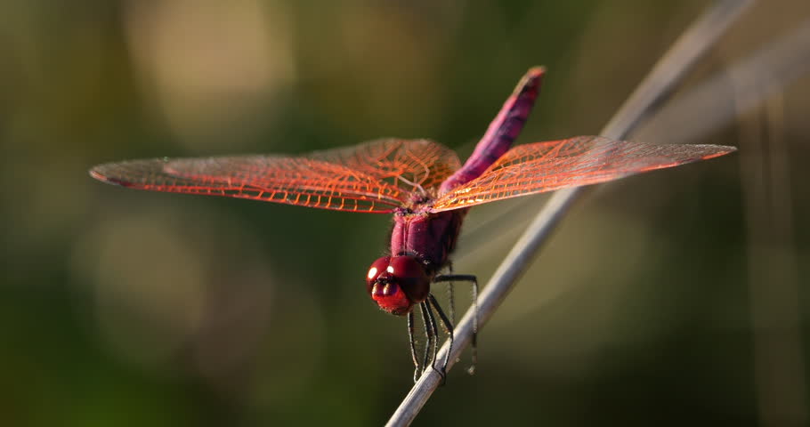 Scarlet dragonfly (Crocothemis erythraea), Provence, Southern France
