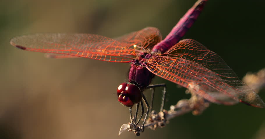 Scarlet dragonfly (Crocothemis erythraea), Provence, Southern France