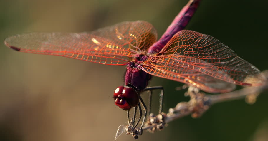 Scarlet dragonfly (Crocothemis erythraea), Provence, Southern France