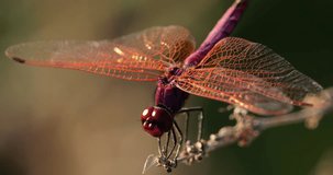 Scarlet dragonfly (Crocothemis erythraea), Provence, Southern France - Powered by Shutterstock - Get 15% off with code: PIKWIZARD15