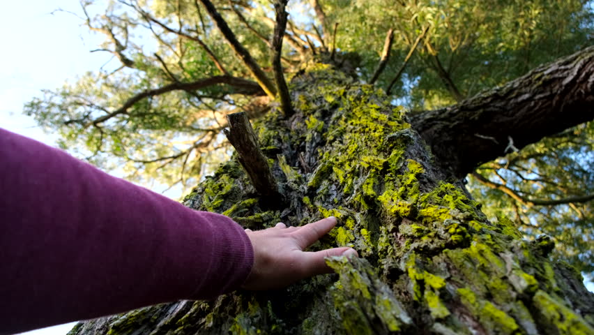 Man connects with blackwood tree by touching rough exterior covered in lichens