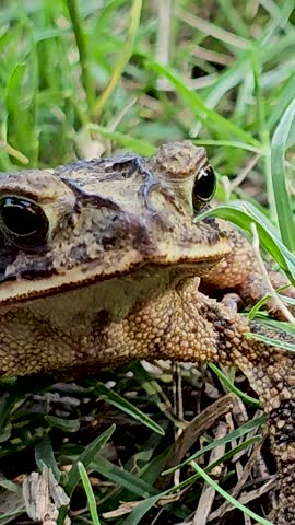 Vertical closeup macro video of a Gulf Coast Toad(Incilius valliceps).