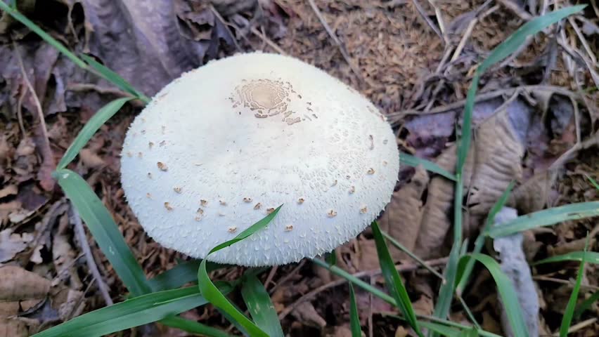 Chlorophyllum molybdites, commonly known as green-spored parasol, false parasol, green-spored lepiote and vomiter.