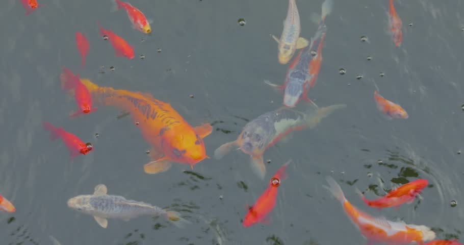 Japanese koi in the ornamental pond. Golden koi in the pond. Ornamental fish. Close-up