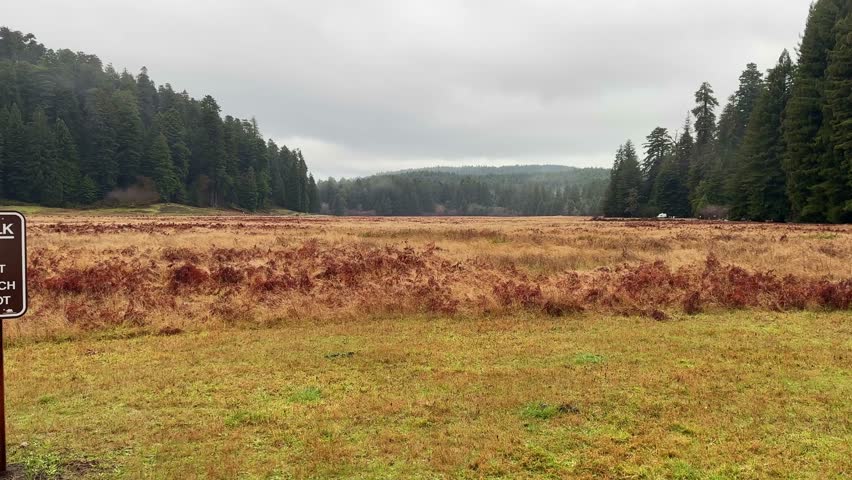 Handheld wide panning shot of a wild elk warning sign at Prairie Creek Redwood State Park in Northern California. 4K