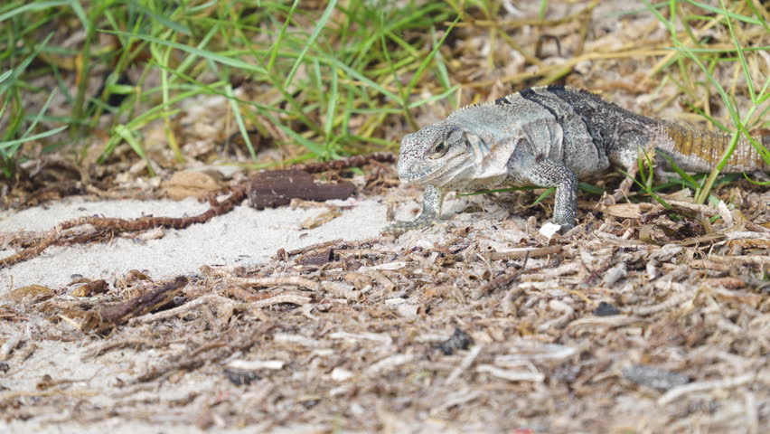 Iguana Feeding and Eating Sand Fleas on Beach