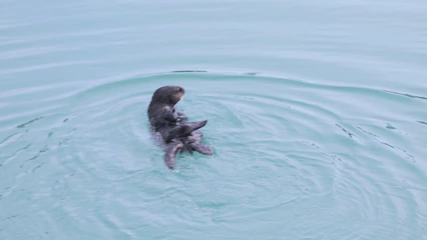 Sea Otter in Homer Alaska Harbor