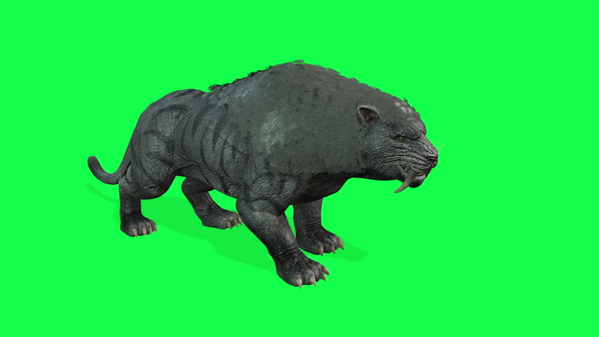 An intimidating 3D animation of a prehistoric saber-toothed cat, or Smilodon, snarling and sniffing its surroundings. Presented on a green screen for easy chroma keying, perfect for adding a touch of 