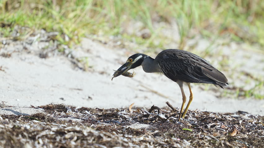 Night Heron Feeding and Eating Ghost Crab 4
