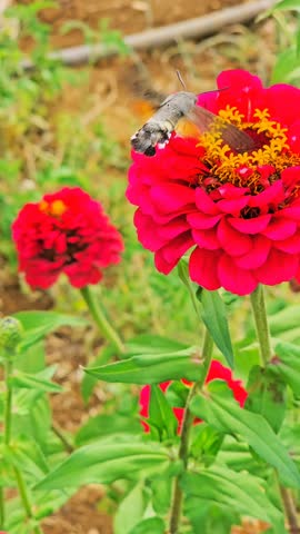 Pollinating insect feeding on a layered red flower with bright center, set against garden soil and green foliage in warm natural light.  
📍Hawraman Takht, Kurdistan 