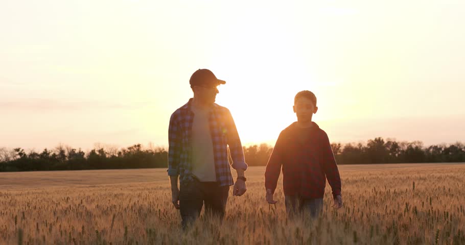 Father son farming sunset education. Wheat field lesson agriculture skills. Father son mentorship passes knowledge. Next generation farmer training. Father son bond fieldwork.