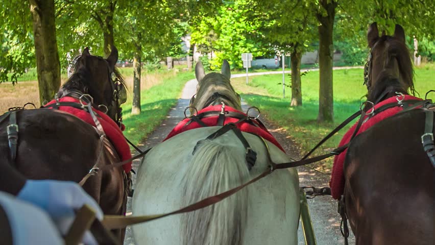 Three horses pulling wedding carriage. Beautiful frontal view of wedding horses and carriage.