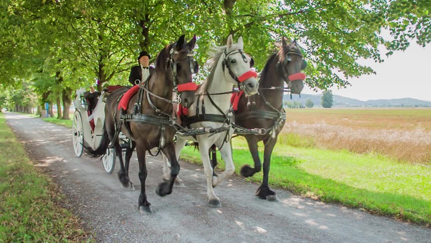Horses pulling wedding carriage in park. Carriage with three horses riding past nature. Slow motion.