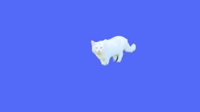 Slow-motion video of a cat walking naturally across a clean floor—ideal for pet lifestyle, background visuals, and social media content. - Powered by Shutterstock - Get 15% off with code: PIKWIZARD15