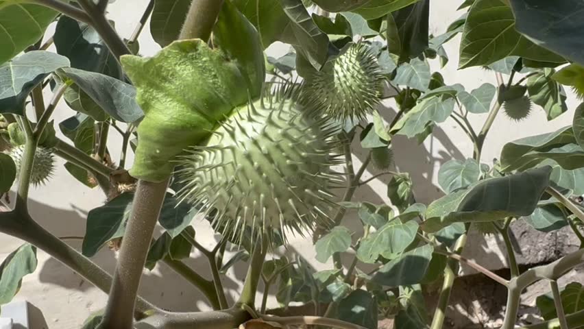 A flowering plant belonging to the Datura genus, commonly known as Thorn Apple or Jimsonweed, likely representing the species Datura stramonium.
