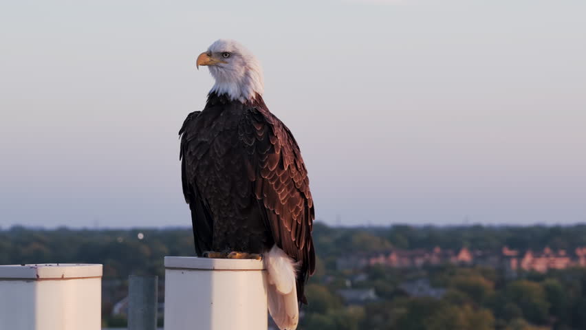 Bald eagle sitting on the top of cellular tower. Aerial drone view at sunset. American history symbol