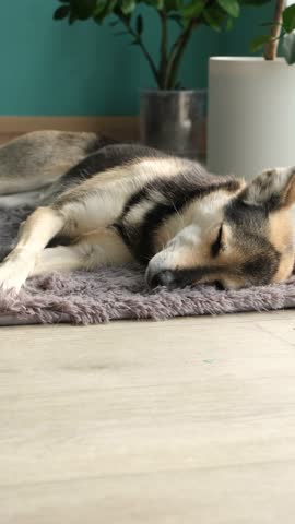 Cute little mixed breed dog laying down on a fur rug with eyes closed and sleeping