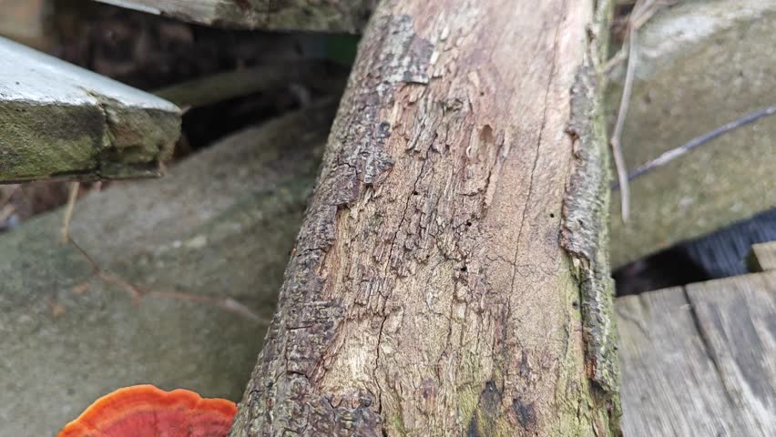 orange-reddish colored bracket fungus sprouting from the decaying wood.