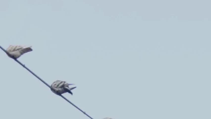Pigeons Taking Off from Power Line Against Blue Sky