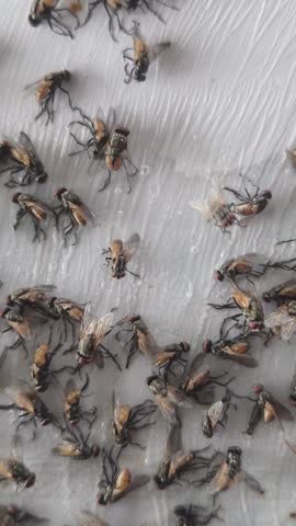 Glue traps for flies are insects that carry many germs and are annoying animals.