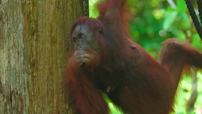 Orangutan eating fruit in slow motion at a rehabilitation centre in Sepilok, Borneo