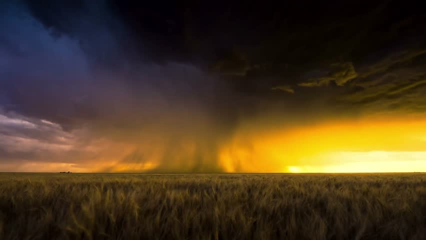 A dramatic lightning strike cuts through dark storm clouds as golden light illuminates the horizon over a vast wheat field.