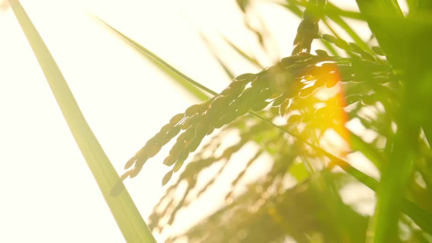 Rice ears gleaming golden in the setting sun. The scenery of rice fields at harvest time. 