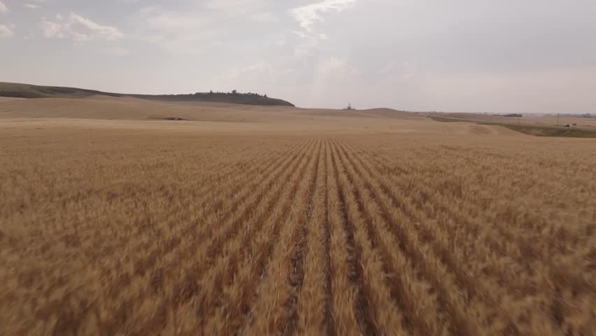 Drone shot of a golden wheat field in Montana