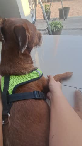 When a dog receives a succesful massage, they will experience deep relaxation, just like humans