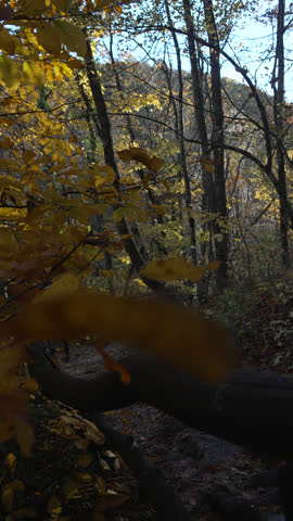 Autumn Landscape Fall Trees: Colorful leaves on trees in woods during daytime, autumn season.