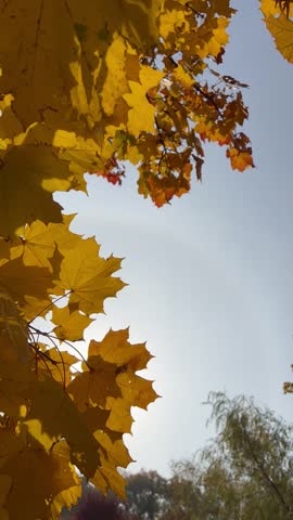Looking up at vibrant golden-yellow maple leaves covering the top of the frame against a bright, slightly hazy autumn sky on a sunny day. Plenty of copy space