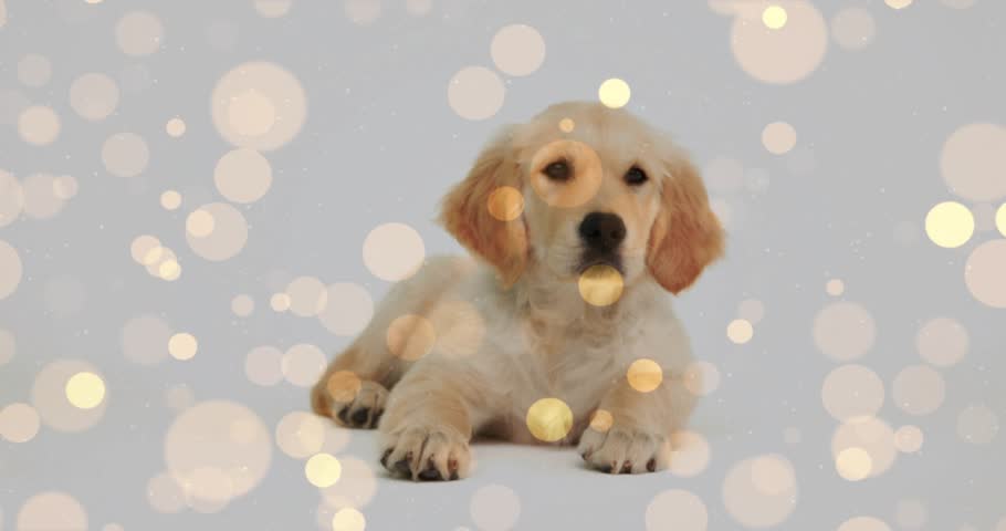 Golden bokeh lights fading and drifting as puppy lowering head folding paw creating dreamy scene. Puppy, adorable, ethereal, gentle, plush, serenity, pastel