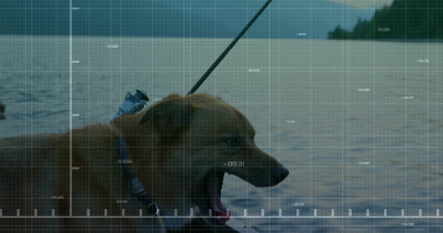 Panting initiating data overlay dog wearing sensor collar on boat under fishing rod tracking vitals. Dog, technology, analytics, outdoor, calm, monitoring, nature