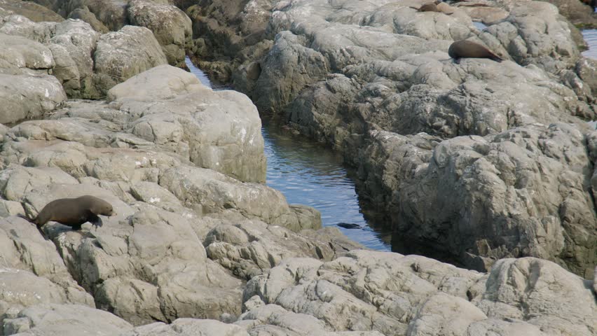 Static shot of a fur seal walking along rocks towards a pool of water and diving in. Kaikoura, New Zealand