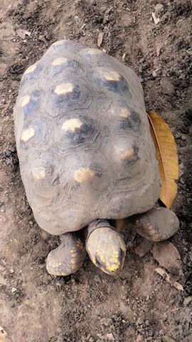 Vertical shot top down protective carapace and unique geometric scute pattern of a terrestrial Morrocoy tortoise.walk on dirt floor with yellow autumn leaves