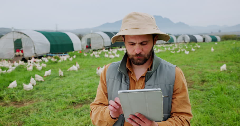 Agriculture, tablet and man on chicken farm for inspection, poultry health and track growth. Monitor, quality control and farmer on field with tech, checklist and research for sustainable production.