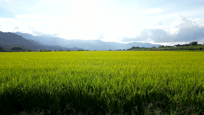 Low angle slow motion drone flight over ready-to-harvest rice fields in Japan