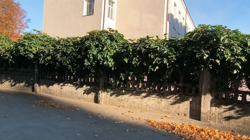 A pile of yellow and brown autumn leaves rests on a paved street near a weathered stone fence. Warm sunlight casts long shadows, highlighting seasonal textures and the quiet urban setting.