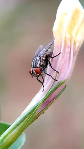 House fly (suborder Cyclorrhapha) perched on a flower petal. High quality macro footage.