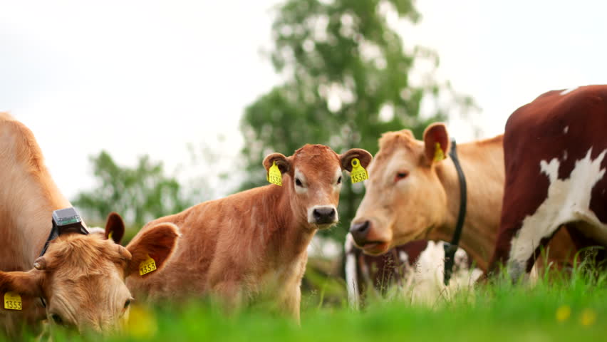 Rural Industries, Farmland Livestock, Grazing Cattle Herd, Handheld