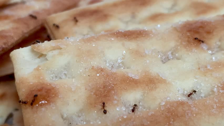 Close-up 4K footage of small ants exploring sugar-coated biscuit surface. Captured with sharp macro focus and soft lighting, highlighting nature, food, and insect behavior. Ideal for science or pest